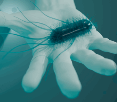 EN 1499 and EN 1500: Hand Hygiene Testing with Dilute Soft Soap