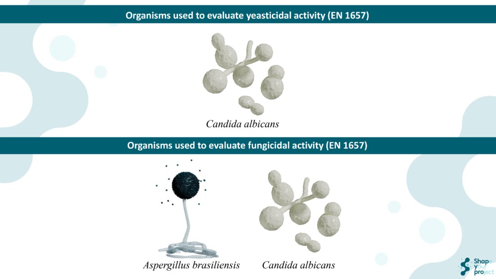 EN 1657: Quantitative Suspension Test To Evaluate Fungicidal And Yeasticidal Activity Of Disinfectants