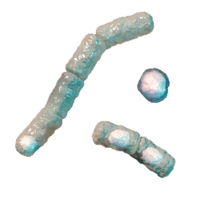 EN 13704 Bacillus Cereus