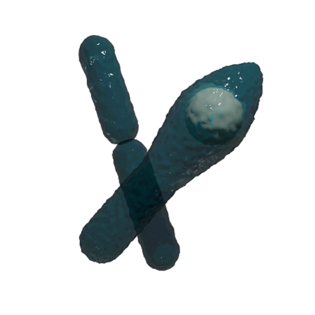 EN 13704 Bacillus sporogenes