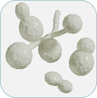 EN 16615 C. albicans