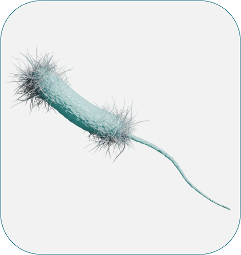 EN 16615 P. aeruginosa