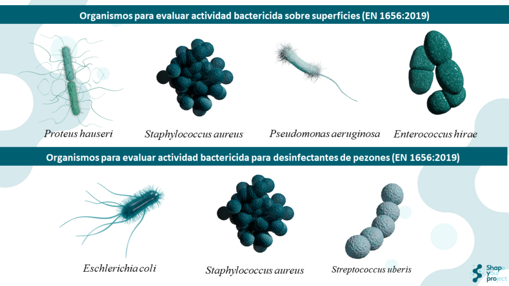 EN 1656: Cómo Evaluar La Actividad Bactericida De Desinfectantes En El Área Veterinaria